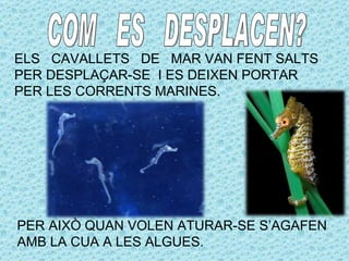 ELS CAVALLETS DE MAR VAN FENT SALTS
PER DESPLAÇAR-SE I ES DEIXEN PORTAR
PER LES CORRENTS MARINES.




PER AIXÒ QUAN VOLEN ATURAR-SE S’AGAFEN
AMB LA CUA A LES ALGUES.
 