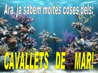 Cavallets de mar