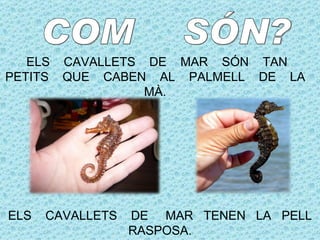 ELS   CAVALLETS DE MAR SÓN TAN
PETITS   QUE CABEN AL PALMELL DE LA
                   MÀ.




ELS   CAVALLETS   DE MAR TENEN LA PELL
                  RASPOSA.
 