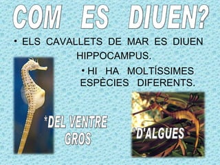 • ELS CAVALLETS DE MAR ES DIUEN
           HIPPOCAMPUS.
          • HI HA MOLTÍSSIMES
          ESPÈCIES DIFERENTS.
 