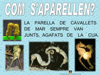 LA PARELLA DE CAVALLETS
DE MAR SEMPRE VAN
JUNTS, AGAFATS DE LA CUA.




           Rito de seducción entre dos caballitos de mar.flv
 