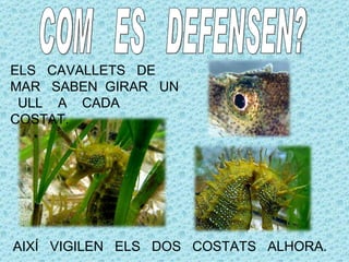 ELS CAVALLETS DE
MAR SABEN GIRAR UN
 ULL A CADA
COSTAT.




AIXÍ VIGILEN ELS DOS COSTATS ALHORA.
 