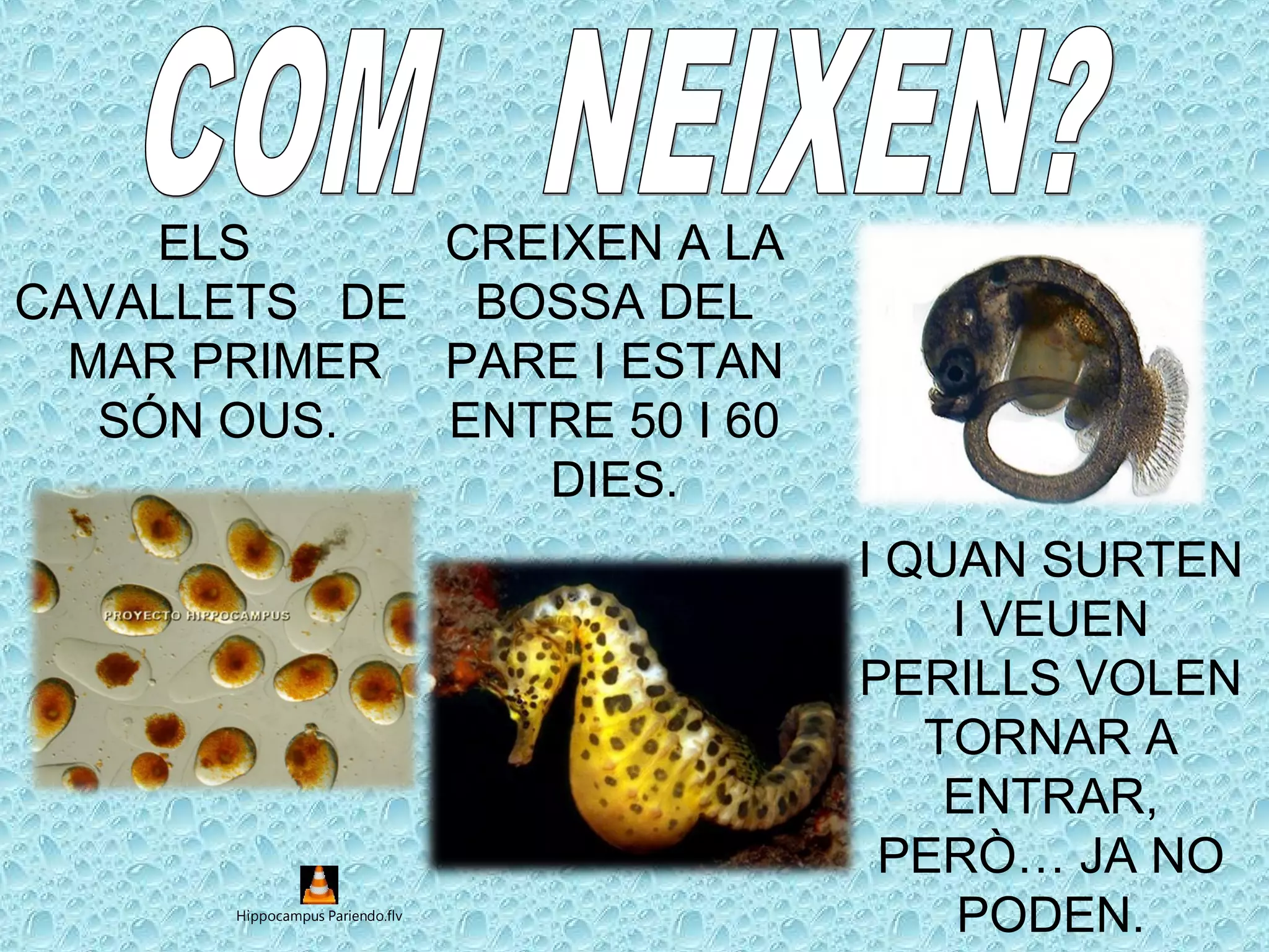 ELS
CAVALLETS DE
MAR PRIMER
SÓN OUS.
CREIXEN A LA
BOSSA DEL
PARE I ESTAN
ENTRE 50 I 60
DIES.
I QUAN SURTEN
I VEUEN
PERILLS VOLEN
TORNAR A
ENTRAR,
PERÒ… JA NO
PODEN.Hippocampus Pariendo.flv
 