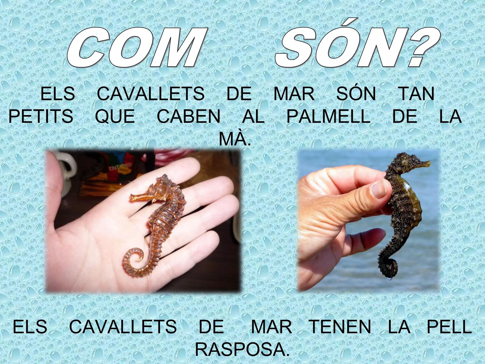 ELS CAVALLETS DE MAR SÓN TAN
PETITS QUE CABEN AL PALMELL DE LA
MÀ.
ELS CAVALLETS DE MAR TENEN LA PELL
RASPOSA.
 