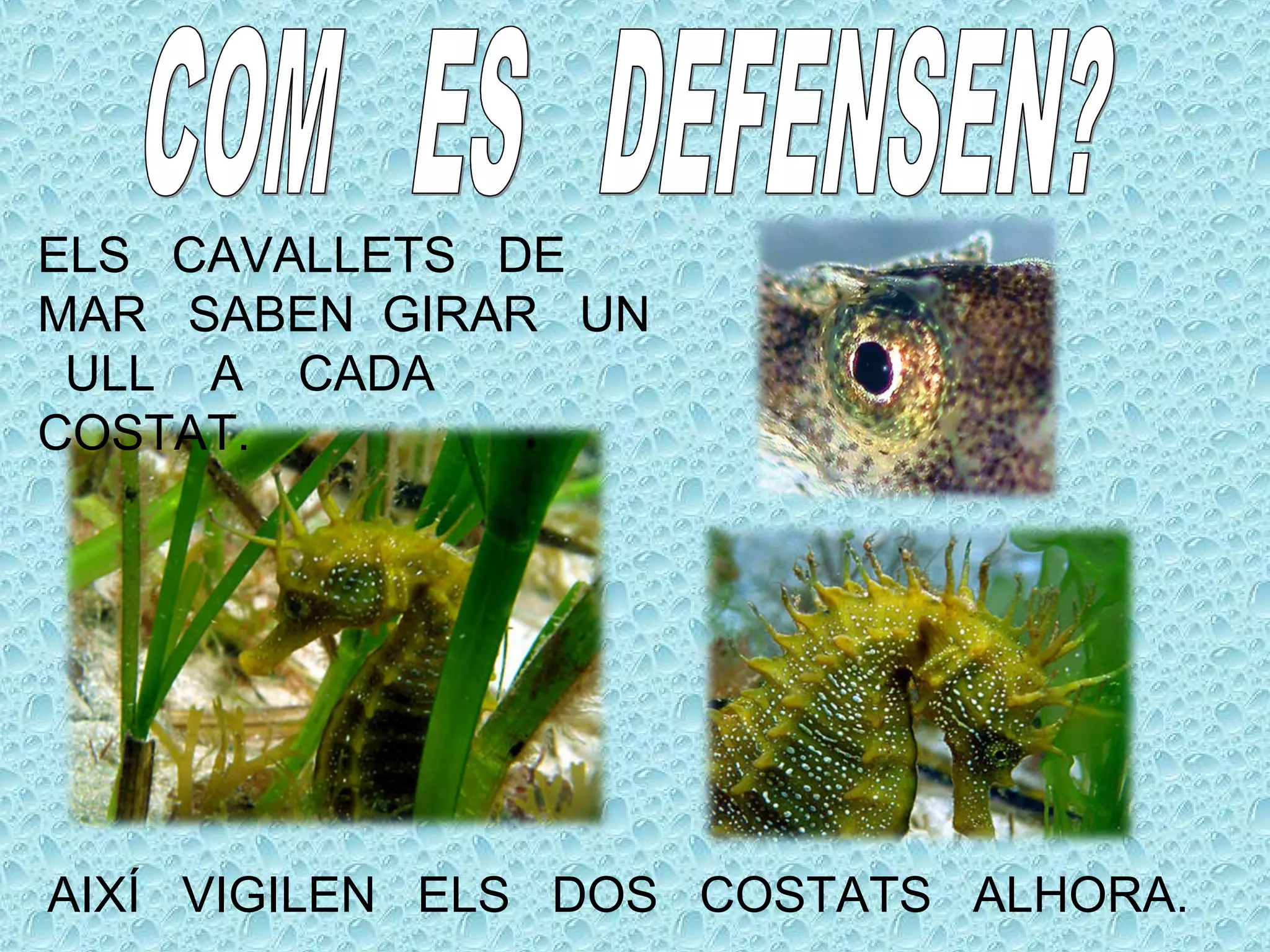 ELS CAVALLETS DE
MAR SABEN GIRAR UN
ULL A CADA
COSTAT.
AIXÍ VIGILEN ELS DOS COSTATS ALHORA.
 