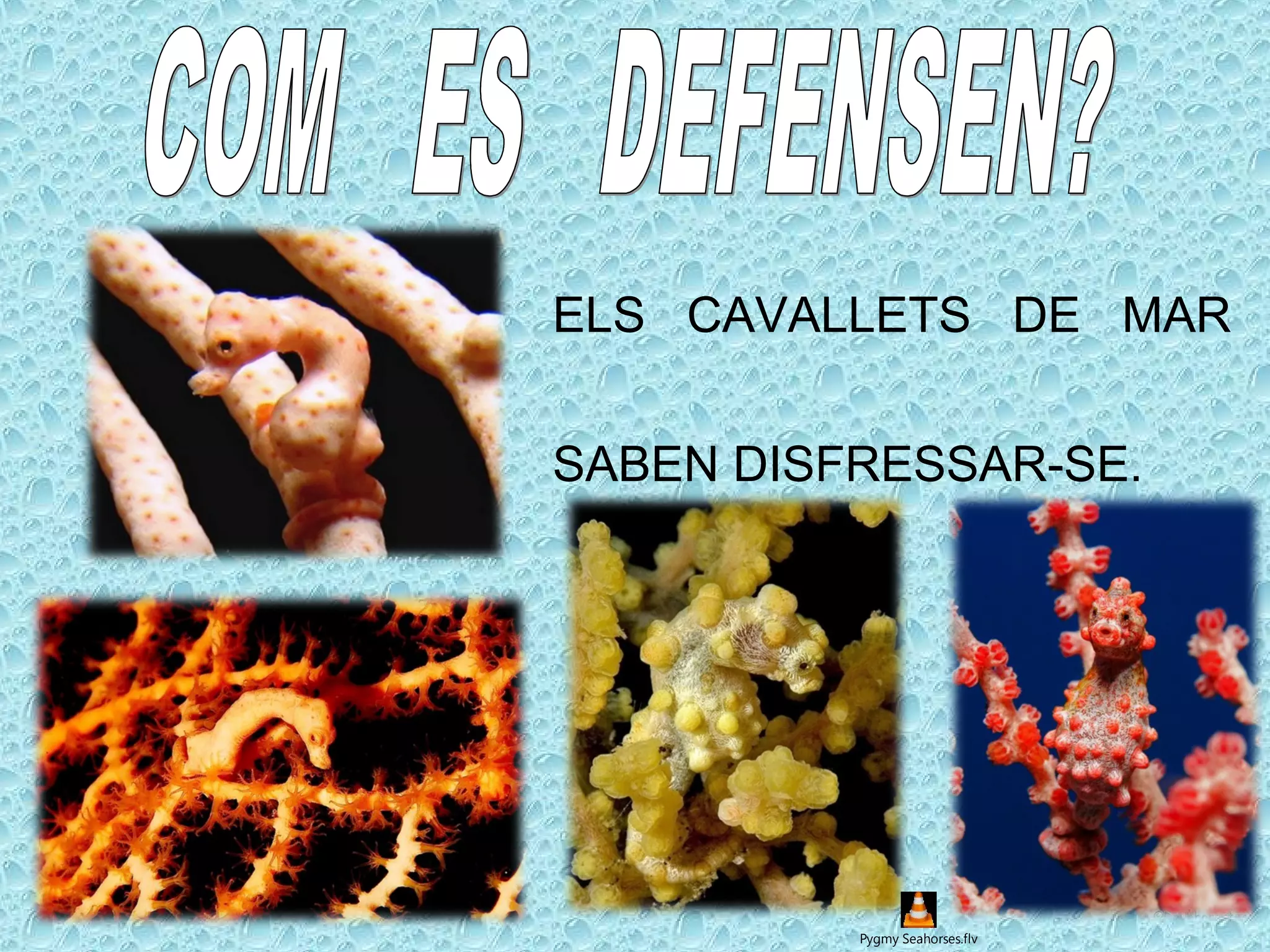 ELS CAVALLETS DE MAR
SABEN DISFRESSAR-SE.
Pygmy Seahorses.flv
 