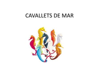 CAVALLETS DE MAR
 