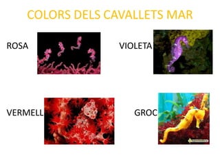 ROSA VIOLETA
VERMELL GROC
 