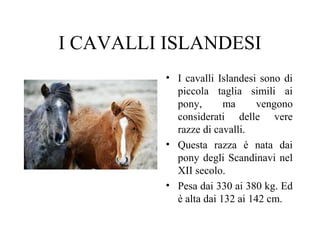 I CAVALLI ISLANDESI
• I cavalli Islandesi sono di
piccola taglia simili ai
pony,
ma
vengono
considerati delle vere
razze di cavalli.
• Questa razza è nata dai
pony degli Scandinavi nel
XII secolo.
• Pesa dai 330 ai 380 kg. Ed
è alta dai 132 ai 142 cm.

 