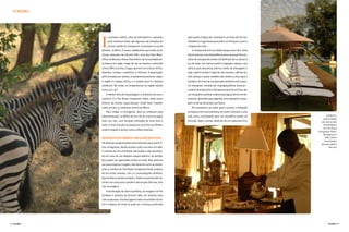 TURISMO




             I
                  nusitados safáris, vôos de helicóptero e passeios       pela queda d’água das cataratas e um belo pôr-do-sol.
                  para conhecer tribos são algumas das atrações da        Também é o lugar ideal para pedir um drinque e curtir a
                  pacata cidade de Livingstone, localizada no sul da      chegada da noite.
             Zâmbia, na África. É nessa cidadezinha que estão as fa-          O restaurante tem um amplo espaço ao ar livre. Uma
             mosas cataratas de Victoria Falls, uma das Sete Mara-        dica é reservar com antecedência uma mesa que fica em-
             vilhas do Mundo, eleitas Patrimônio da Humanidade pe-        baixo de uma grande árvore e lá desfrutar de um jantar à
             la Unesco em 1989. Longe de ser um destino conhecido         luz de velas. Um imenso jardim congrega o deque, com
             como a África do Sul, o lugar, que tem cerca de 97 mil ha-   bancos para descansar, piscina, tenda de massagens e
             bitantes, carrega o autêntico ar africano. A população,      sala, onde é servido o high tea. No entanto, café da ma-
             98% formada por bantos, é predominantemente negra.           nhã, almoço e jantar também dão direito a vista para o
             O inglês é a língua oficial, e a moeda local é o kwacha      Zambezi. No meio de um gramado verdinho está a pisci-
             zambiano. No verão, as temperaturas na região variam         na retangular, cercada por espreguiçadeiras brancas –
             entre 25 e 35º.                                              cenário ideal para tirar o dia apenas para ler um livro, dar
                A melhor dica de hospedagem, e sinônimo de luxo e         um mergulho e admirar a beleza das águas do rio em mo-
             conforto, é o The Royal Livingstone Hotel, eleito pelos      vimento. Aproveite para agendar uma relaxante massa-
             leitores da revista especializada Condé Nast Traveller       gem na tenda decorada com flores.
             como um dos 25 melhores resorts da África.                       No entardecer, ao voltar para o quarto, o hóspede
                Para chegar a Livinsgtone, deve-se embarcar para          se depara com uma banheira em estilo vitoriano e uma
             Johannesburgo, na África do Sul. De lá, é preciso pegar      vela acesa convidando para um aromático banho de                       Conforto e
                                                                                                                                              exclusividade
             mais um vôo, com duração estimada de uma hora e              imersão. Após o jantar, desfrute de um saboroso licor             são marcas das
             meia. O visto é tirado no aeroporto, ao entrar na Zâmbia,                                                                        acomodações
                                                                                                                                              do The Royal
             onde é exigida a vacina contra a febre amarela.
                                                                                                                                         Livingstone Hotel.
                                                                                                                                              Na página ao
             NA BEIRA DO RIO ZAMBEZI, UM LUGAR PARA FICAR...                                                                                    lado, zebras
                                                                                                                                               encontradas
             Há diversas programações emocionantes para quem vi-                                                                            durante safáris
             sita Livingstone, desde acordar cedo e encarar um safá-                                                                                diurnos
             ri a bordo de um Land Rover até acabar o dia sacolejan-
             do em cima de um elefante savana adentro. As ativida-
             des podem ser agendadas direto no hotel. Mas antes de
             sair para explorar a região, não deixe de curtir as mordo-
             mias e a beleza do The Royal Livingstone Hotel, projeta-
             do em estilo colonial, com 173 acomodações distribuí-
             das em blocos de dois andares. Todos os quartos têm va-
             randa com vista para o jardim e decoração africana, sem
             cair no exagero.
                A localização do hotel é perfeita, às margens do Rio
             Zambezi e próximo da Victoria Falls, em sintonia total
             com a natureza. Um dos lugares mais concorridos do ho-
             tel é o deque, de onde se pode ver a fumaça produzida




94 |                                                                                                                                                       | 95
 