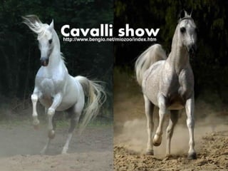 Cavallishow