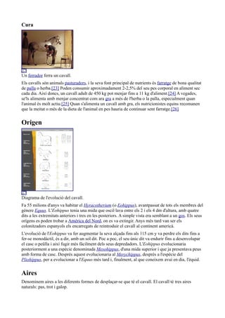 Cura




Un ferrador ferra un cavall.
Els cavalls són animals pasturadors, i la seva font principal de nutrients és farratge de bona qualitat
de palla o herba.[23] Poden consumir aproximadament 2-2,5% del seu pes corporal en aliment sec
cada dia. Així doncs, un cavall adult de 450 kg pot menjar fins a 11 kg d'aliment.[24] A vegades,
se'ls alimenta amb menjar concentrat com ara gra a més de l'herba o la palla, especialment quan
l'animal és molt actiu.[25] Quan s'alimenta un cavall amb gra, els nutricionistes equins recomanen
que la meitat o més de la dieta de l'animal en pes hauria de continuar sent farratge.[26]


Origen




Diagrama de l'evolució del cavall.
Fa 55 milions d'anys va habitar el Hyracotherium (o Eohippus), avantpassat de tots els membres del
gènere Equus. L'Eohippus tenia una mida que oscil·lava entre els 2 i els 4 dm d'altura, amb quatre
dits a les extremitats anteriors i tres en les posteriors. A simple vista era semblant a un gos. Els seus
orígens es poden trobar a Amèrica del Nord, on es va extingir. Anys més tard van ser els
colonitzadors espanyols els encarregats de reintroduir el cavall al continent americà.
L'evolució de l'Eohippus va fer augmentar la seva alçada fins als 115 cm y va perdre els dits fins a
fer-se monodàctil, és a dir, amb un sol dit. Poc a poc, el seu únic dit va endurir fins a desenvolupar
el casc o peülla i així fugir més fàcilment dels seus depredadors. L'Eohippus evolucionaria
posteriorment a una espècie denominada Mesohippus, d'una mida superior i que ja presentava peus
amb forma de casc. Després aquest evolucionaria al Merychippus, després a l'espècie del
Pliohippus, per a evolucionar a l'Equus més tard i, finalment, al que coneixem avui en dia, l'èquid.


Aires
Denominem aires a les diferents formes de desplaçar-se que té el cavall. El cavall té tres aires
naturals: pas, trot i galop.
 