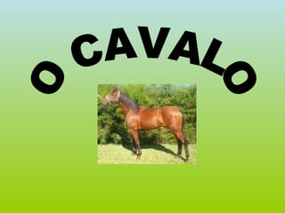 O CAVALO 