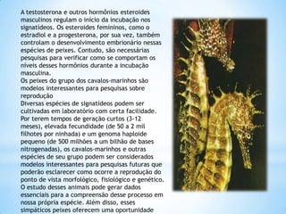 A testosterona e outros hormônios esteroides
masculinos regulam o início da incubação nos
signatídeos. Os esteroides femininos, como o
estradiol e a progesterona, por sua vez, também
controlam o desenvolvimento embrionário nessas
espécies de peixes. Contudo, são necessárias
pesquisas para verificar como se comportam os
níveis desses hormônios durante a incubação
masculina.
Os peixes do grupo dos cavalos-marinhos são
modelos interessantes para pesquisas sobre
reprodução
Diversas espécies de signatídeos podem ser
cultivadas em laboratório com certa facilidade.
Por terem tempos de geração curtos (3-12
meses), elevada fecundidade (de 50 a 2 mil
filhotes por ninhada) e um genoma haploide
pequeno (de 500 milhões a um bilhão de bases
nitrogenadas), os cavalos-marinhos e outras
espécies de seu grupo podem ser considerados
modelos interessantes para pesquisas futuras que
poderão esclarecer como ocorre a reprodução do
ponto de vista morfológico, fisiológico e genético.
O estudo desses animais pode gerar dados
essenciais para a compreensão desse processo em
nossa própria espécie. Além disso, esses
simpáticos peixes oferecem uma oportunidade
 