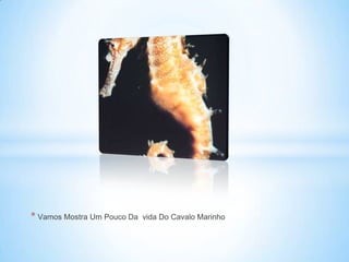 * Vamos Mostra Um Pouco Da vida Do Cavalo Marinho
 
