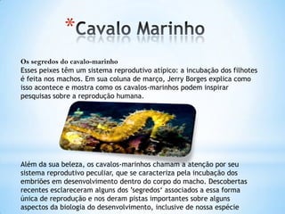 *
Os segredos do cavalo-marinho
Esses peixes têm um sistema reprodutivo atípico: a incubação dos filhotes
é feita nos machos. Em sua coluna de março, Jerry Borges explica como
isso acontece e mostra como os cavalos-marinhos podem inspirar
pesquisas sobre a reprodução humana.
Além da sua beleza, os cavalos-marinhos chamam a atenção por seu
sistema reprodutivo peculiar, que se caracteriza pela incubação dos
embriões em desenvolvimento dentro do corpo do macho. Descobertas
recentes esclareceram alguns dos ’segredos‘ associados a essa forma
única de reprodução e nos deram pistas importantes sobre alguns
aspectos da biologia do desenvolvimento, inclusive de nossa espécie
 