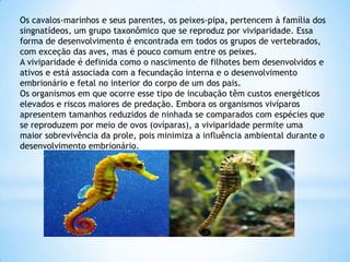 Os cavalos-marinhos e seus parentes, os peixes-pipa, pertencem à família dos
singnatídeos, um grupo taxonômico que se reproduz por viviparidade. Essa
forma de desenvolvimento é encontrada em todos os grupos de vertebrados,
com exceção das aves, mas é pouco comum entre os peixes.
A viviparidade é definida como o nascimento de filhotes bem desenvolvidos e
ativos e está associada com a fecundação interna e o desenvolvimento
embrionário e fetal no interior do corpo de um dos pais.
Os organismos em que ocorre esse tipo de incubação têm custos energéticos
elevados e riscos maiores de predação. Embora os organismos vivíparos
apresentem tamanhos reduzidos de ninhada se comparados com espécies que
se reproduzem por meio de ovos (ovíparas), a viviparidade permite uma
maior sobrevivência da prole, pois minimiza a influência ambiental durante o
desenvolvimento embrionário.
 