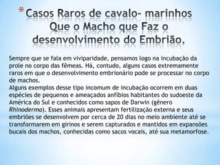 *
Sempre que se fala em viviparidade, pensamos logo na incubação da
prole no corpo das fêmeas. Há, contudo, alguns casos extremamente
raros em que o desenvolvimento embrionário pode se processar no corpo
de machos.
Alguns exemplos desse tipo incomum de incubação ocorrem em duas
espécies de pequenos e ameaçados anfíbios habitantes do sudoeste da
América do Sul e conhecidos como sapos de Darwin (gênero
Rhinoderma). Esses animais apresentam fertilização externa e seus
embriões se desenvolvem por cerca de 20 dias no meio ambiente até se
transformarem em girinos e serem capturados e mantidos em expansões
bucais dos machos, conhecidas como sacos vocais, até sua metamorfose.
 
