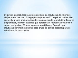 Os peixes singnatídeos são outro exemplo da incubação de embriões
vivíparos em machos. Esse grupo compreende 232 espécies conhecidas
que exibem uma ampla variedade e complexidade reprodutiva. Entre os
singnatídeos, existem espécies que apresentam reprodução externa e
outras nas quais as fêmeas incubam seus filhotes. Contudo, é a
incubação por machos que faz esse grupo de peixes especial para os
estudiosos da reprodução.
 