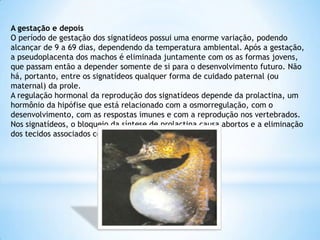 A gestação e depois
O período de gestação dos signatídeos possui uma enorme variação, podendo
alcançar de 9 a 69 dias, dependendo da temperatura ambiental. Após a gestação,
a pseudoplacenta dos machos é eliminada juntamente com os as formas jovens,
que passam então a depender somente de si para o desenvolvimento futuro. Não
há, portanto, entre os signatídeos qualquer forma de cuidado paternal (ou
maternal) da prole.
A regulação hormonal da reprodução dos signatídeos depende da prolactina, um
hormônio da hipófise que está relacionado com a osmorregulação, com o
desenvolvimento, com as respostas imunes e com a reprodução nos vertebrados.
Nos signatídeos, o bloqueio da síntese de prolactina causa abortos e a eliminação
dos tecidos associados com a reprodução.
 