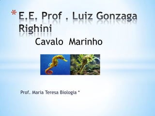 Prof. Maria Teresa Biologia *
*
Cavalo Marinho
 