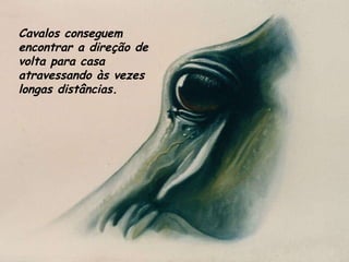 Cavalos conseguem encontrar a direção de volta para casa atravessando às vezes longas distâncias.  