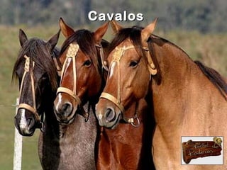 Cavalos
 