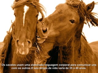 Os cavalos usam uma elaborada linguagem corporal para comunicar uns
       com os outros.O seu tempo de vida varia de 25 a 40 anos.
 
