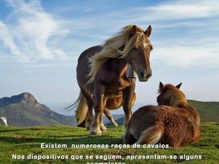 Existem numerosas raças de cavalos.
Nos diapositivos que se seguem, apresentam-se alguns
 