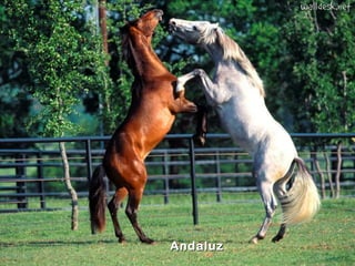 Andaluz
 