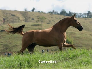 Campolina
 