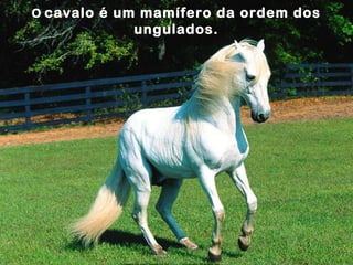 O cavalo é um mamífero da ordem dos
            ungulados.
 