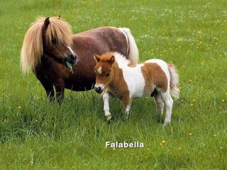 Falabella
 
