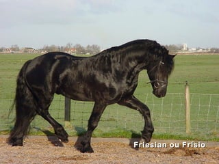 Friesian ou Frísio
 