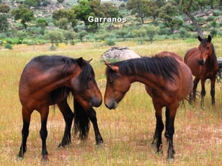 Garranos
 