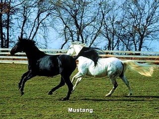 Mustang
 