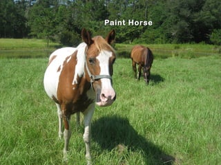 Paint Horse
 