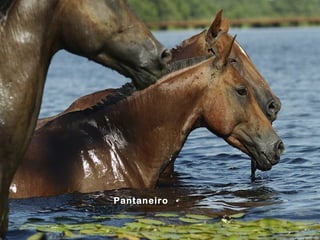 Pantaneiro
 