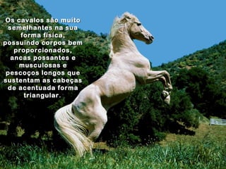 Os cavalos são muito
  semelhantes na sua
      forma física,
possuindo corpos bem
    proporcionados,
   ancas possantes e
     musculosas e
 pescoços longos que
sustentam as cabeças
 de acentuada forma
       triangular.
       triangular
 