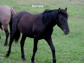 Sorraia
 