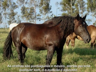 As orelhas são pontiagudas e móveis, alertas perante
       qualquer som, e a audição é aguçada.
 