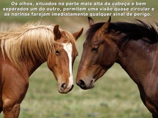 Os olhos, situados na parte mais alta da cabeça e bem
separados um do outro, permitem uma visão quase circular e
as narinas farejam imediatamente qualquer sinal de perigo.
 