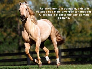 Relativamente à pelagem, existem
cavalos nas mais diversas tonalidades.
  O alazão e o castanho são os mais
              comuns.
 