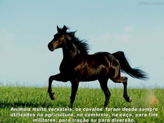 Animais muito versáteis, os cavalos foram desde sempre
utilizados na agricultura, no comércio, na caça, para fins
         militares, para tração ou para diversão.
 