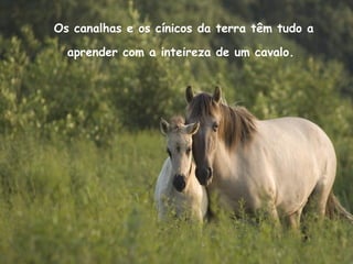 Os canalhas e os cínicos da terra têm tudo a
aprender com a inteireza de um cavalo.
 