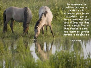 Ao morrerem de
velhice perdem os
dentes e são
atacados pela febre
puxadeira, que os
leva a procurar uma
poça d'água que lhes
alivie a sede final e
lhes receba a alma;
nem assim os cavalos
perdem a elegância e
o aprumo.
 