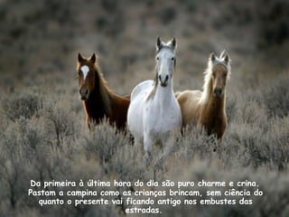 Da primeira à última hora do dia são puro charme e crina.
Pastam a campina como as crianças brincam, sem ciência do
quanto o presente vai ficando antigo nos embustes das
estradas.
 