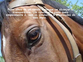 Pelos olhos de um cavalo consegue-se alcançar a
transparência. Um cavalo olha como quem
simplesmente é, sem os simulacros e encenações da
vida ímpia.
 