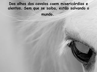 Dos olhos dos cavalos caem misericórdias e
alentos. Sem que se saiba, estão salvando o
mundo.
 