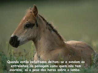 Quando estão esfalfados deitam-se e sondam as
entrelinhas da paisagem como quem não tem
avareza, só o peso das horas sobre o lombo.
 